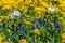 Close up of a Mix of Cut Leaf Groundsel, White Poppy, and Texas Bluebonnet Wildflowers