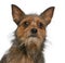 Close-up of Mixed-breed dog, 15 months old