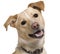 Close-up of Mixed breed dog, 9 months old