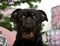 Close-up of Mixed-breed dog with Christmas gifts