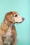 Close-up of mixed breed dog looking sideways on blue background. Studio portrait