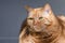 Close up of mixed-breed orange tabby with green eyes