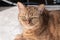 Close up of mixed-breed orange tabby with green eyes looking at the camera