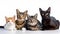Close up of mixed breeds of cats being attentive while looking forward at camera. Horizontal web banner. perfect for animal