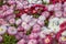 Close up of mixed colorful of Common Daisy- Monstrosa.