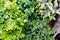 Close-up of mixed herbs in barrel including parley sage thyme and oregano