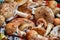 Close up of mixed mushrooms, preparation for drying. Heap of different varieties mushrooms for soup. Fresh harvested in woods