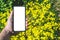 Close-up Mockup of a smartphone in a man`s hand. Against the background of yellow daisies in the garden