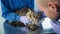 Close up modern vet clinic check. Veterinarians examining eyes of Maine Coon cat