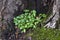 Close up of moist small plant growing on a tree trunk