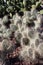 Close up of Mojave Prickly Bear and Opuntia microdasys cacti in the Arizona desert