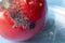 Close-up of mold Aspergillus fumigatus on a red tomato. Laboratory research of food products.