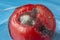 Close-up of mold Aspergillus fumigatus on a red tomato. Laboratory research of food products.