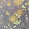 Close-up of mold and moss on concrete slabs, background, texture, pattern, colorful