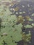 Close-up of mold and moss on concrete slabs, background, texture, pattern, colorful