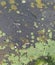 Close-up of mold and moss on concrete slabs, background, texture, pattern, colorful