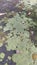 Close-up of mold and moss on concrete slabs, background, texture, pattern, colorful