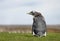 Close up of a molting Gentoo penguin chick