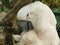 Close up of a moluccan cockatoo on bali