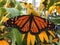 A Close-Up Of A Monarch Butterfly