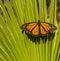 Close up of Monarch Butterfly