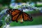 Close up of a Monarch butterfly with a broken wing on a blue Veronica flower