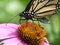 Close Up of a Monarch Butterfly Drinking Nectar from an Echinacea Flower