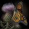 A close-up of a monarch butterfly drinking nectar from a thistle