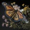 A close-up of a monarch butterfly drinking nectar from a thistle