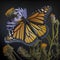 A close-up of a monarch butterfly drinking nectar from a thistle