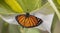 Close-up of a monarch butterfly emerging from its chrysalis.