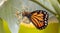 Close-up of a monarch butterfly emerging from its chrysalis.