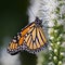 Close-up of Monarch butterfly feeding on white liatris flowers