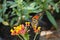 a close up of a monarch butterfly on flowers and plants