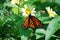 A close-up of a monarch butterfly hanging on the side of a yellow daisy.