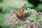 A close up of a monarch butterfly sitting on top of a purple flower with greenery.