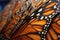 close-up of a monarch butterflys intricate wing patterns