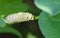 Close up of Monarch Caterpillar on Clover Stem - Danaus plexippus