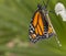 Close up of Monarch Drying Wings