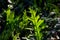 Close up of Monarch fern background.Phymatosorus scolopendria Commonly call musk fern,maile-scented fern,breadfruit fern.