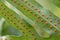 Close up of Monarch fern fern background.Phymatosorus scolopendria Commonly call musk fern,maile-scented fern,breadfruit fern.