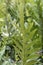 Close up of Monarch fern fern background.Phymatosorus scolopendria Commonly call musk fern,maile-scented fern,breadfruit fern.