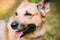 Close Up Of Mongrel Mixed Breed Female Dog With Tongue In Collar