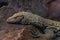 Close-up on a monitor lizard on a stone in the park