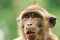 Close up Monkey face at mangrove forest north kalimantan