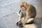 Close up monkey Long-tailed macaque, Crab-eating macaque sit floor