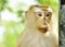 Close-up monkey portriat