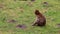 Close-up of a monkey sitting on the grass