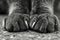 Close up Monochrome Photo of Domestic Cat Paws with Sharp Claws on Textured Surface