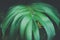 Close-up of monstera leaves texture in dark background - vintage